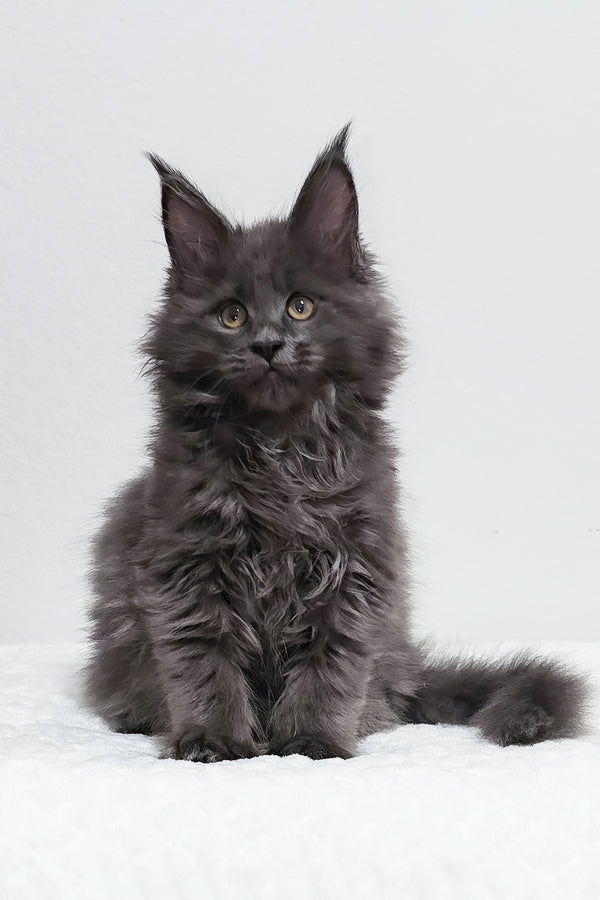 Willow | Polydactyl Maine Coon Kitten