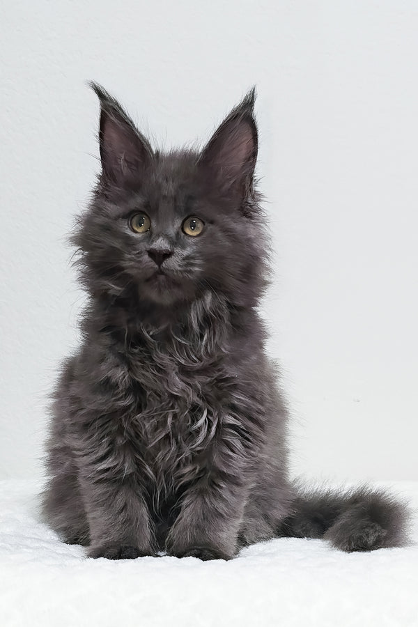 Willow | Polydactyl Maine Coon Kitten