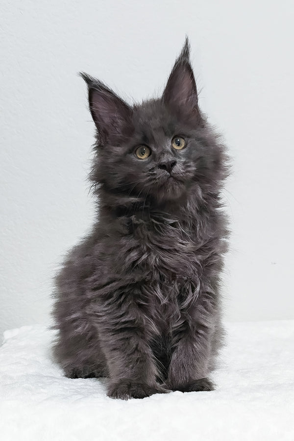 Willow | Polydactyl Maine Coon Kitten