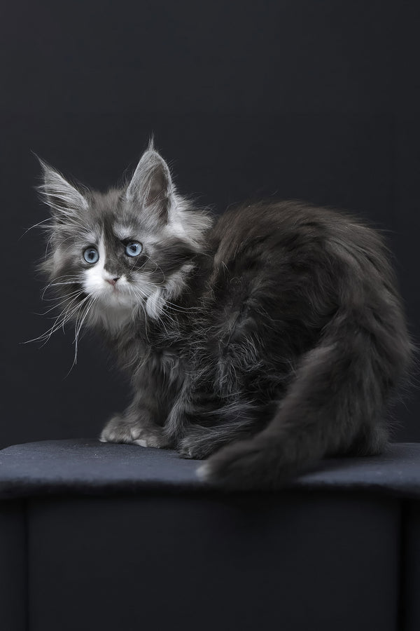 Winona | Polydactyl Maine Coon Kitten