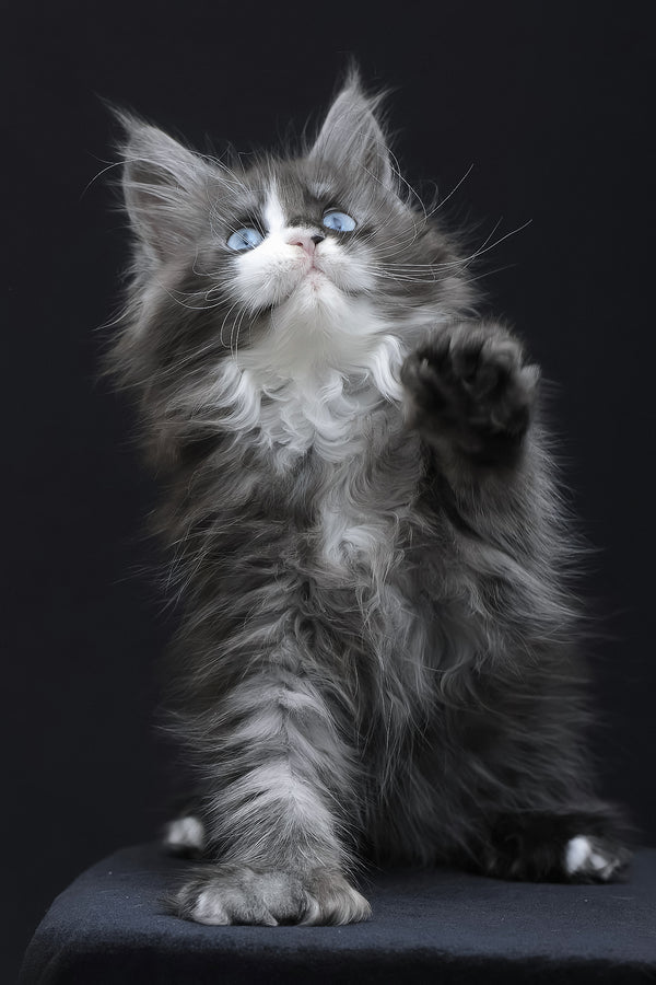 Winona | Polydactyl Maine Coon Kitten