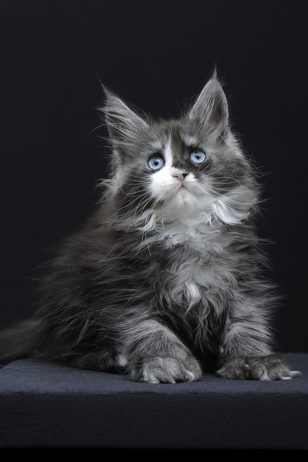 Winona | Polydactyl Maine Coon Kitten
