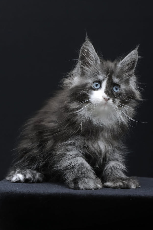Winona | Polydactyl Maine Coon Kitten