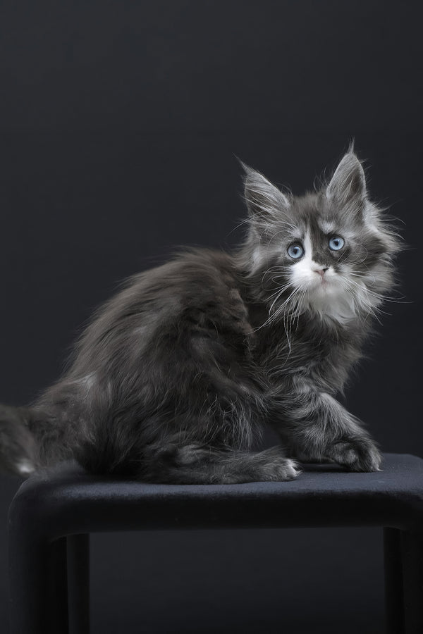 Winona | Polydactyl Maine Coon Kitten