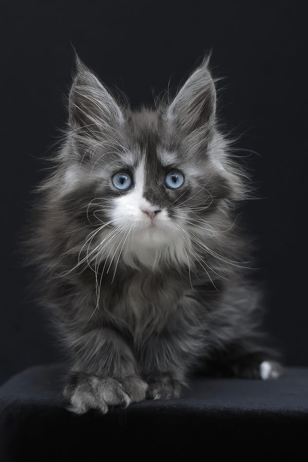 Winona | Polydactyl Maine Coon Kitten
