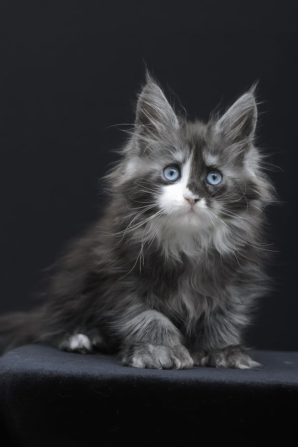 Winona | Polydactyl Maine Coon Kitten