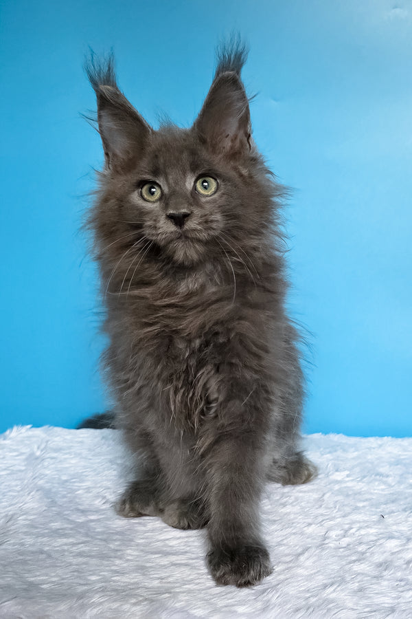 Wolf | Maine Coon Kitten