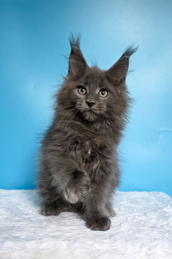 Wolf | Maine Coon Kitten
