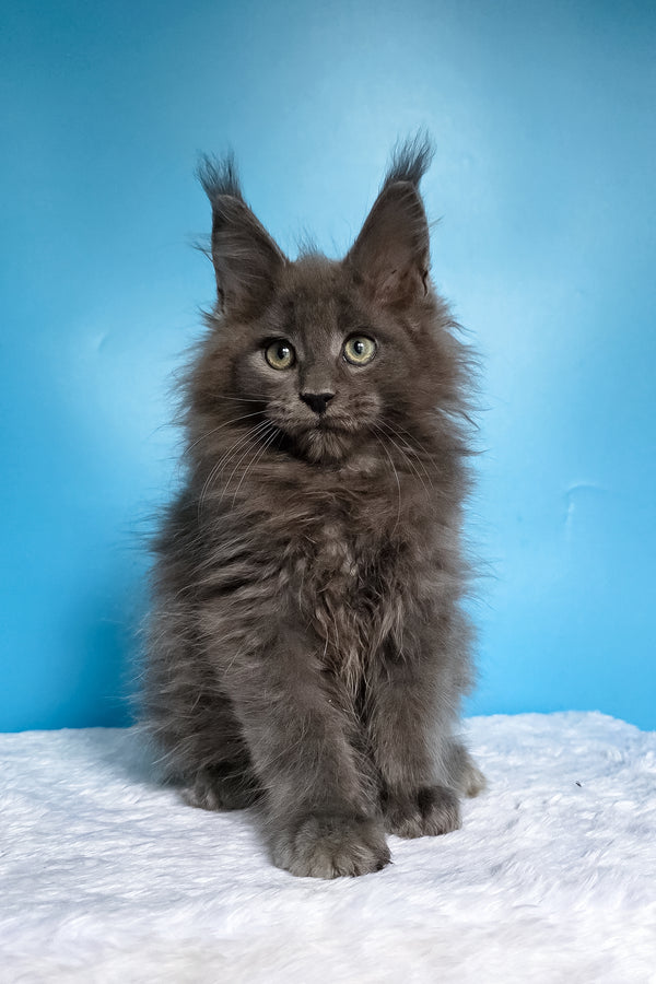 Wolf | Maine Coon Kitten