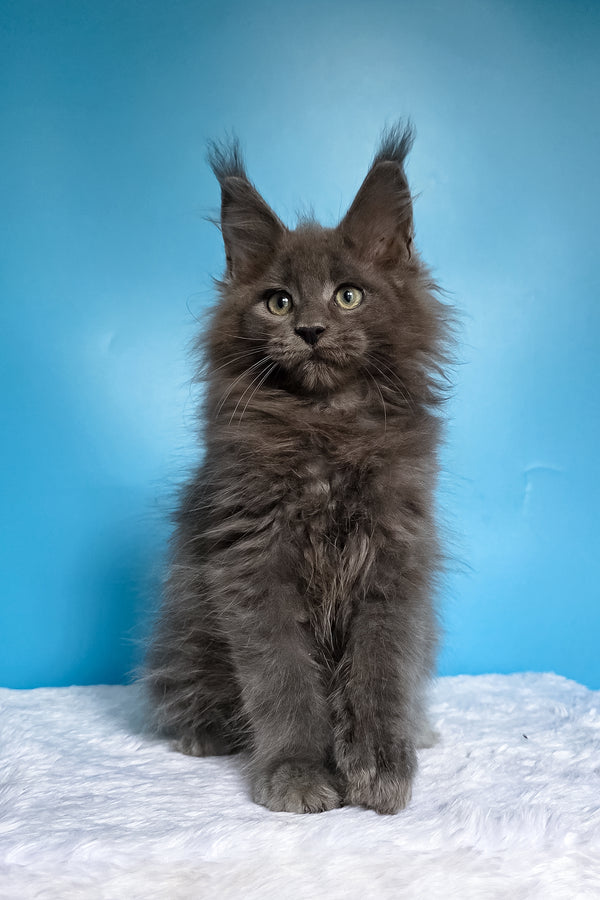 Wolf | Maine Coon Kitten
