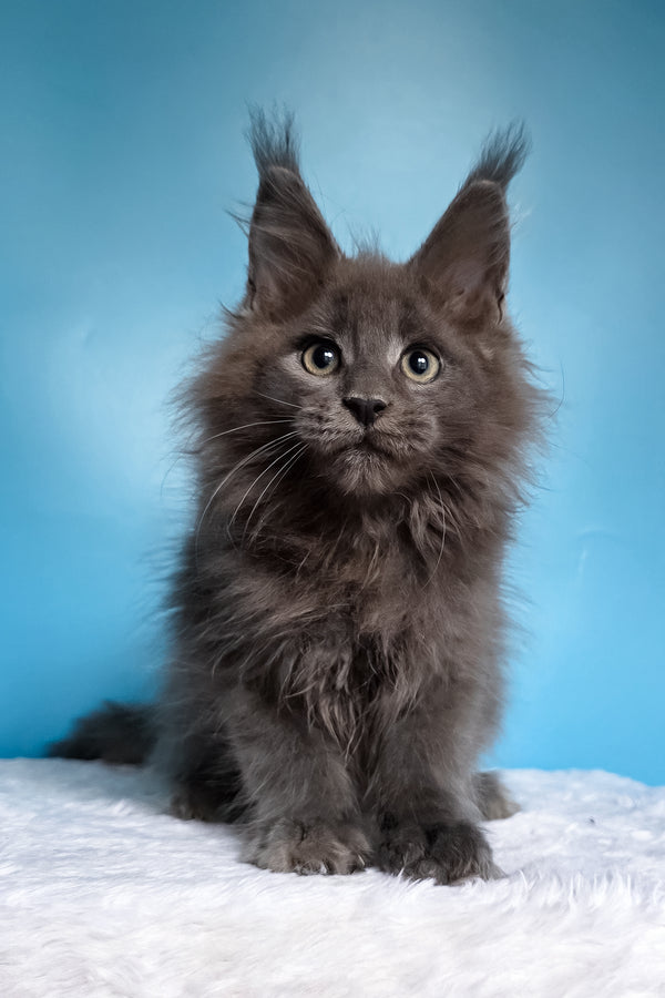 Wolf | Maine Coon Kitten
