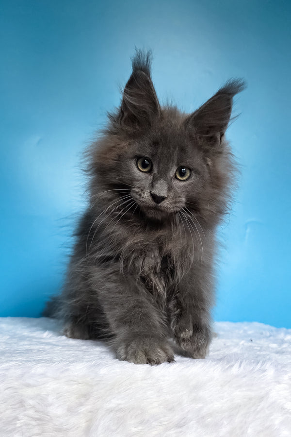 Wolf | Maine Coon Kitten