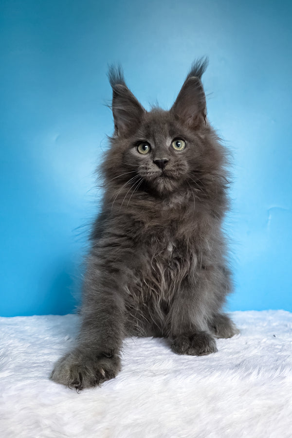 Wolf | Maine Coon Kitten