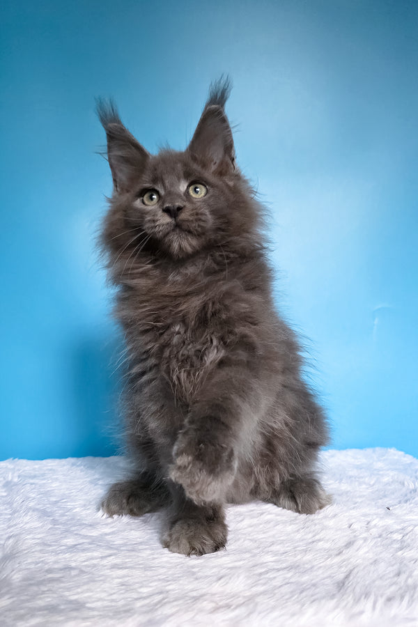 Wolf | Maine Coon Kitten