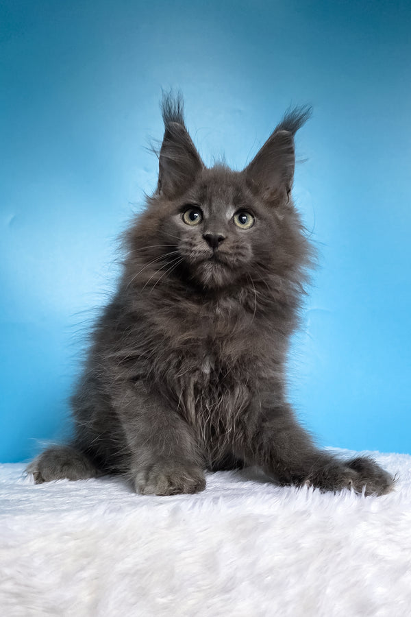 Wolf | Maine Coon Kitten