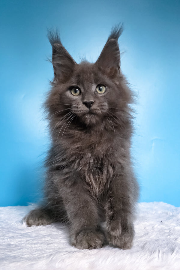 Wolf | Maine Coon Kitten