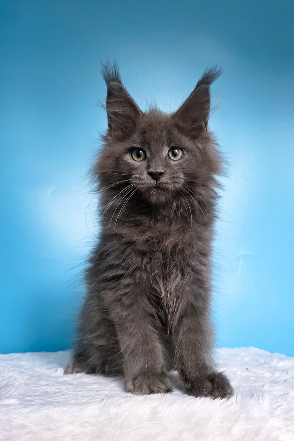 Wolf | Maine Coon Kitten