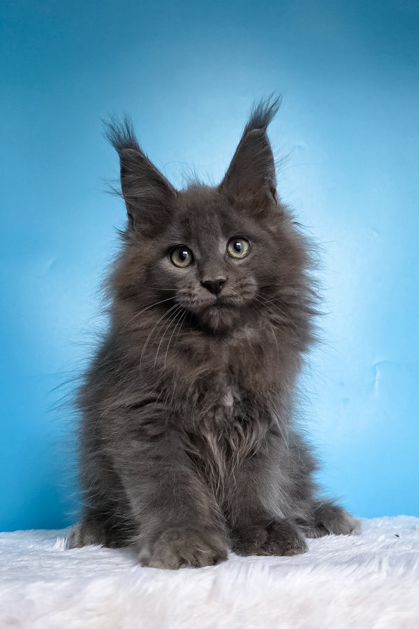 Wolf | Maine Coon Kitten