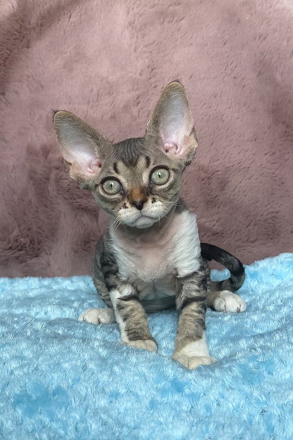 Xenon | Devon Rex Kitten