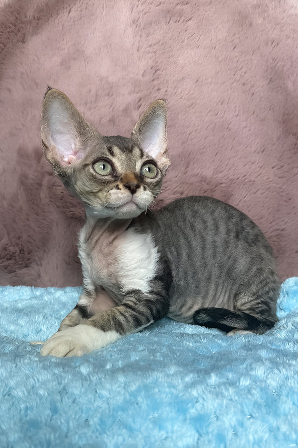 Xenon | Devon Rex Kitten