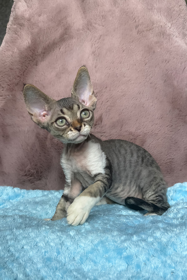 Xenon | Devon Rex Kitten