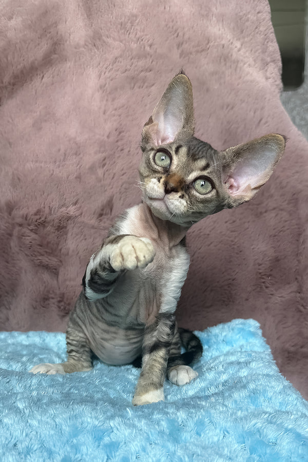 Xenon | Devon Rex Kitten