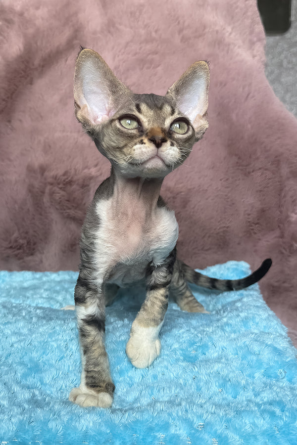 Xenon | Devon Rex Kitten