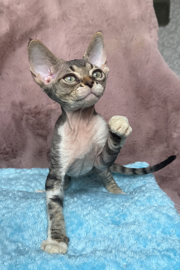 Xenon | Devon Rex Kitten