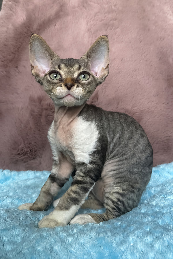 Xenon | Devon Rex Kitten