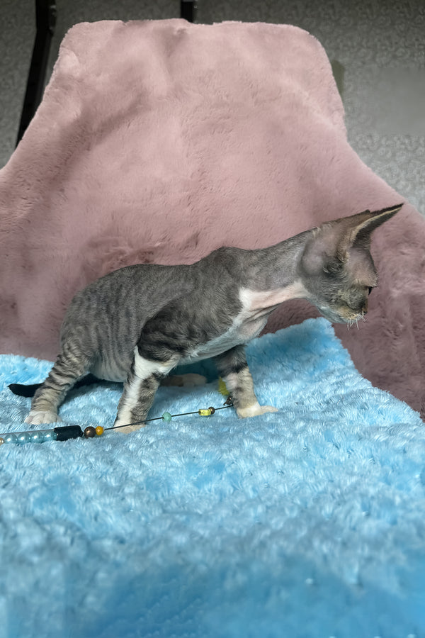 Xenon | Devon Rex Kitten