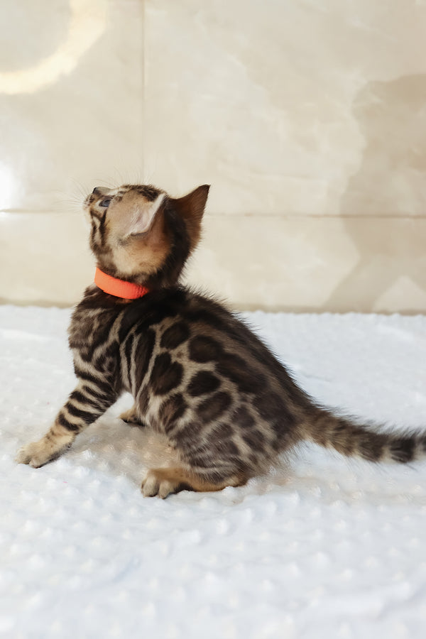 Ximena | Bengal Kitten
