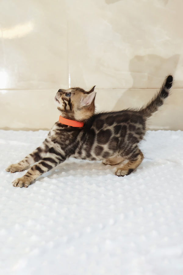 Ximena | Bengal Kitten