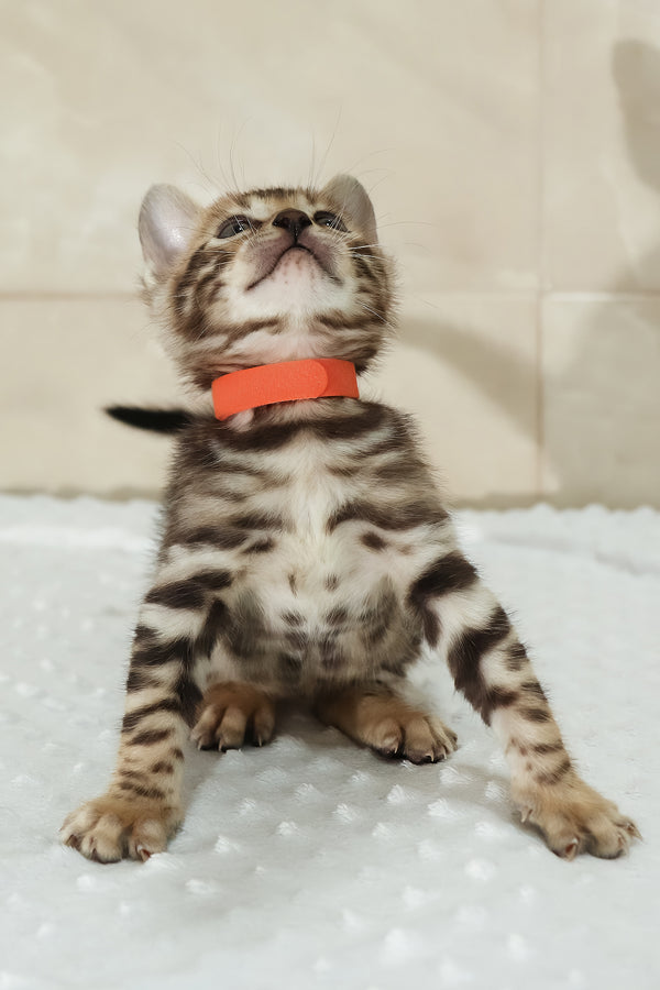 Ximena | Bengal Kitten