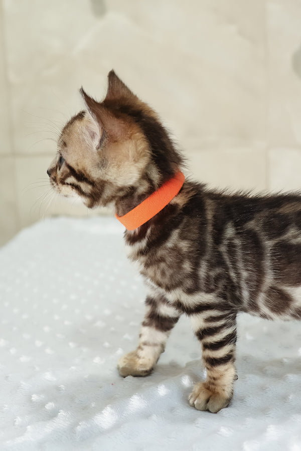 Ximena | Bengal Kitten