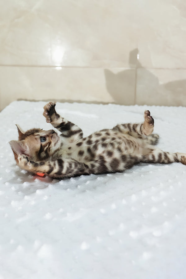 Ximena | Bengal Kitten