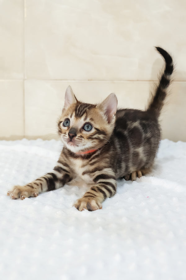 Ximena | Bengal Kitten