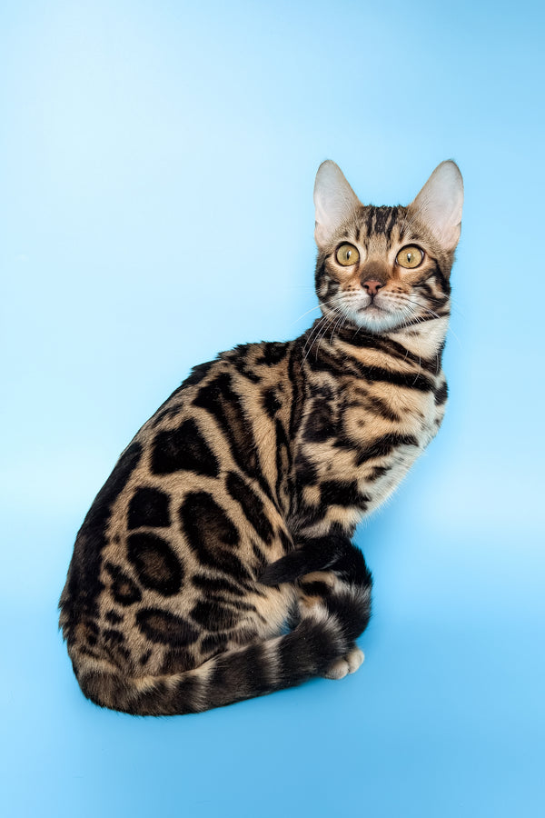 Yacob | Bengal Kitten