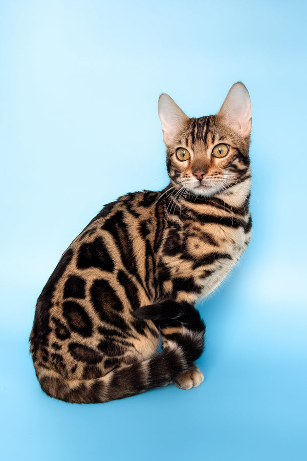 Yacob | Bengal Kitten