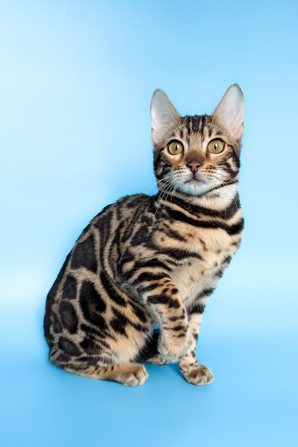 Yacob | Bengal Kitten
