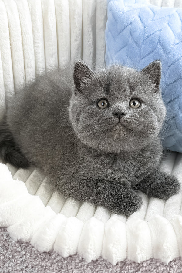 Yahoo | British Shorthair Kitten
