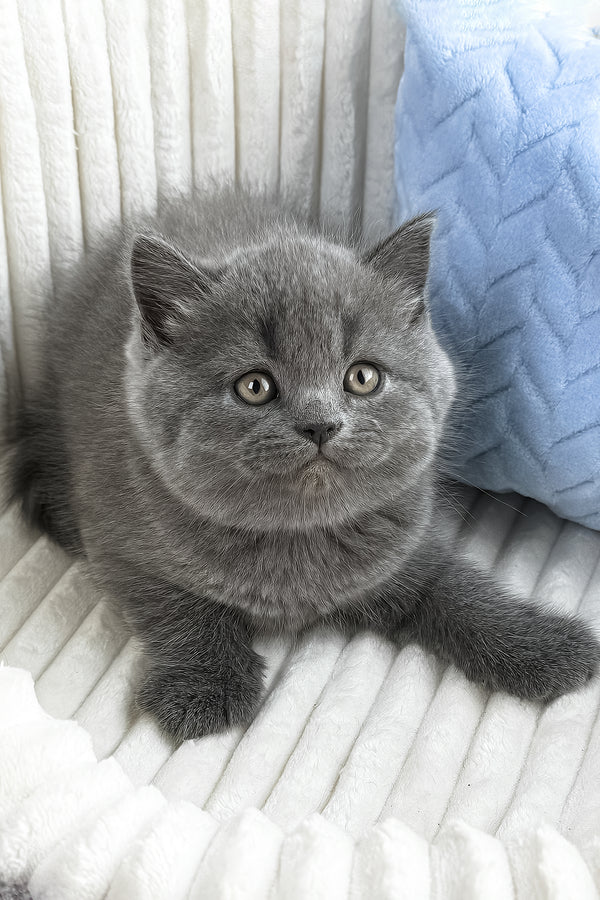 Yahoo | British Shorthair Kitten