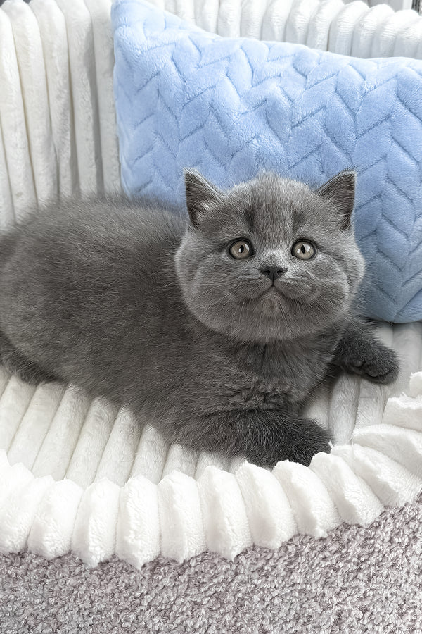Yahoo | British Shorthair Kitten