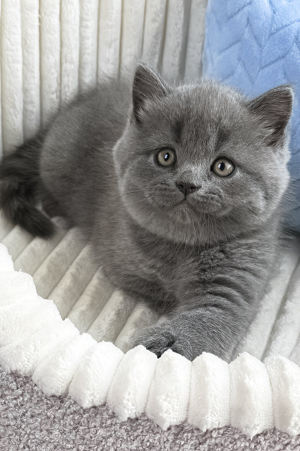 Yahoo | British Shorthair Kitten