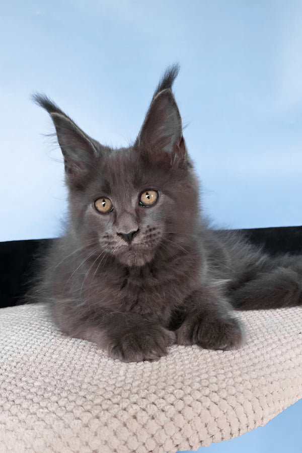 Yana | Polydactyl Maine Coon Kitten