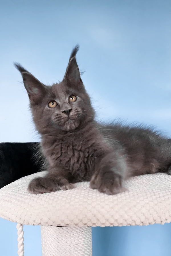 Yana | Polydactyl Maine Coon Kitten
