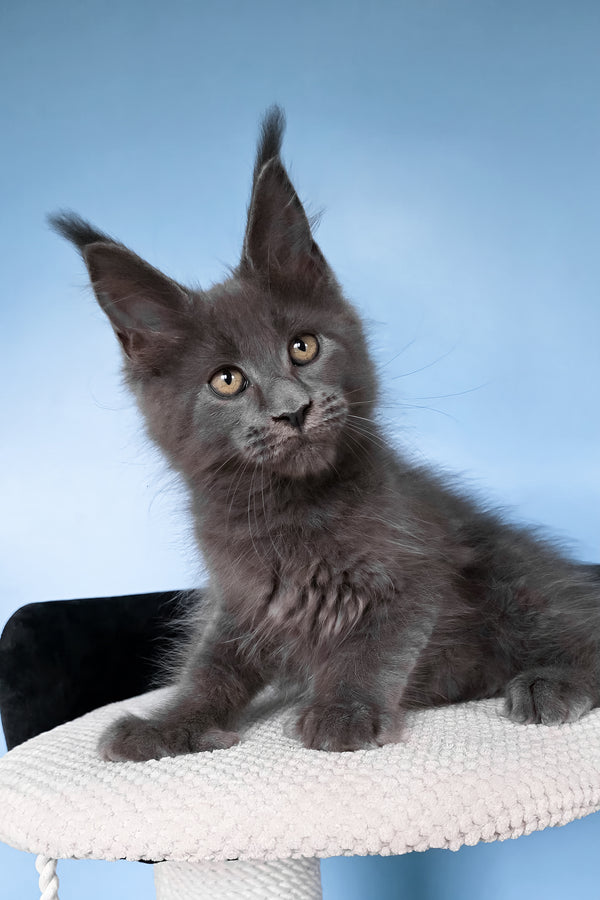 Yana | Polydactyl Maine Coon Kitten