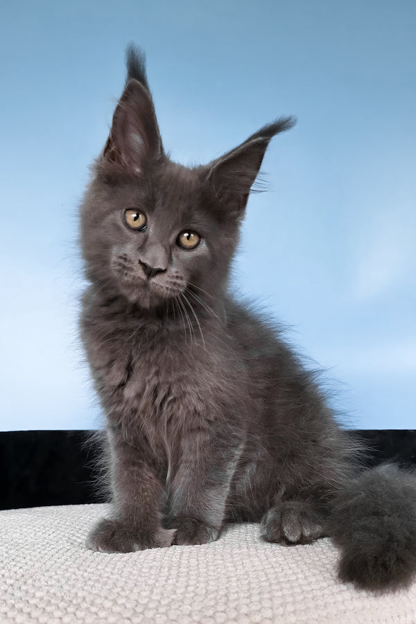 Yana | Polydactyl Maine Coon Kitten