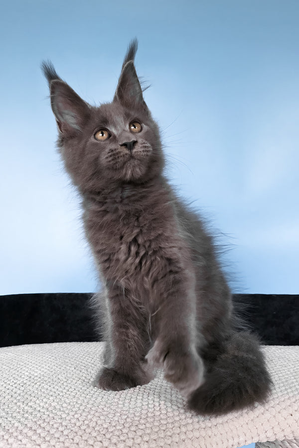 Yana | Polydactyl Maine Coon Kitten