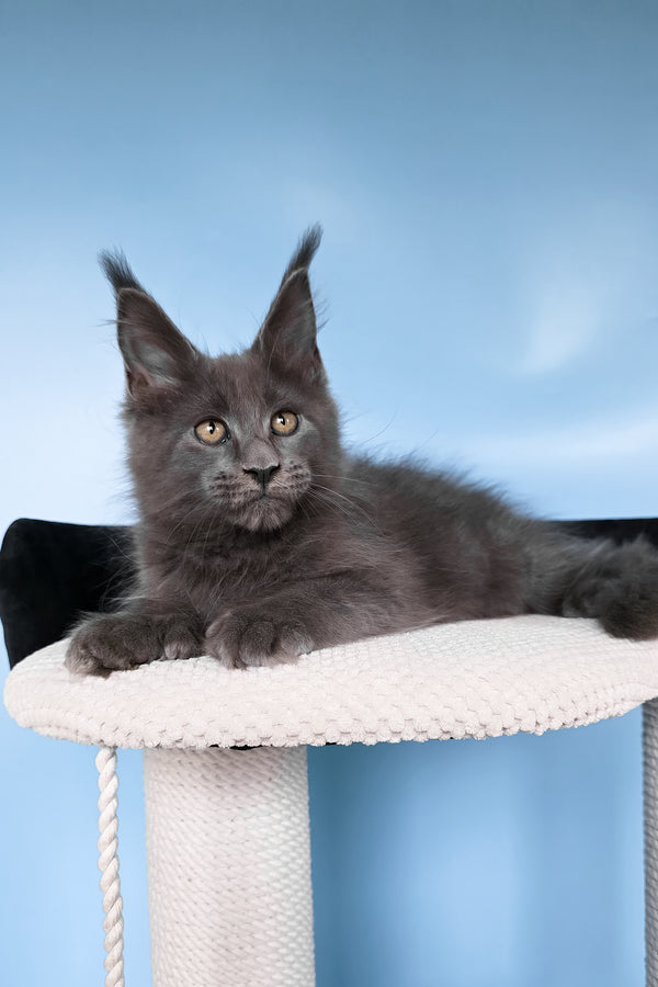 Yana | Polydactyl Maine Coon Kitten