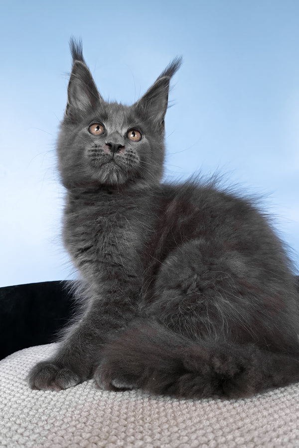 Yana | Polydactyl Maine Coon Kitten